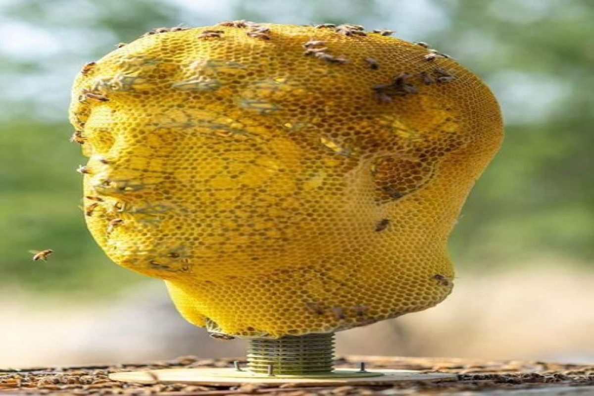 Qüdsdə arılar imperator Adrianın heykəlini yaradır  
