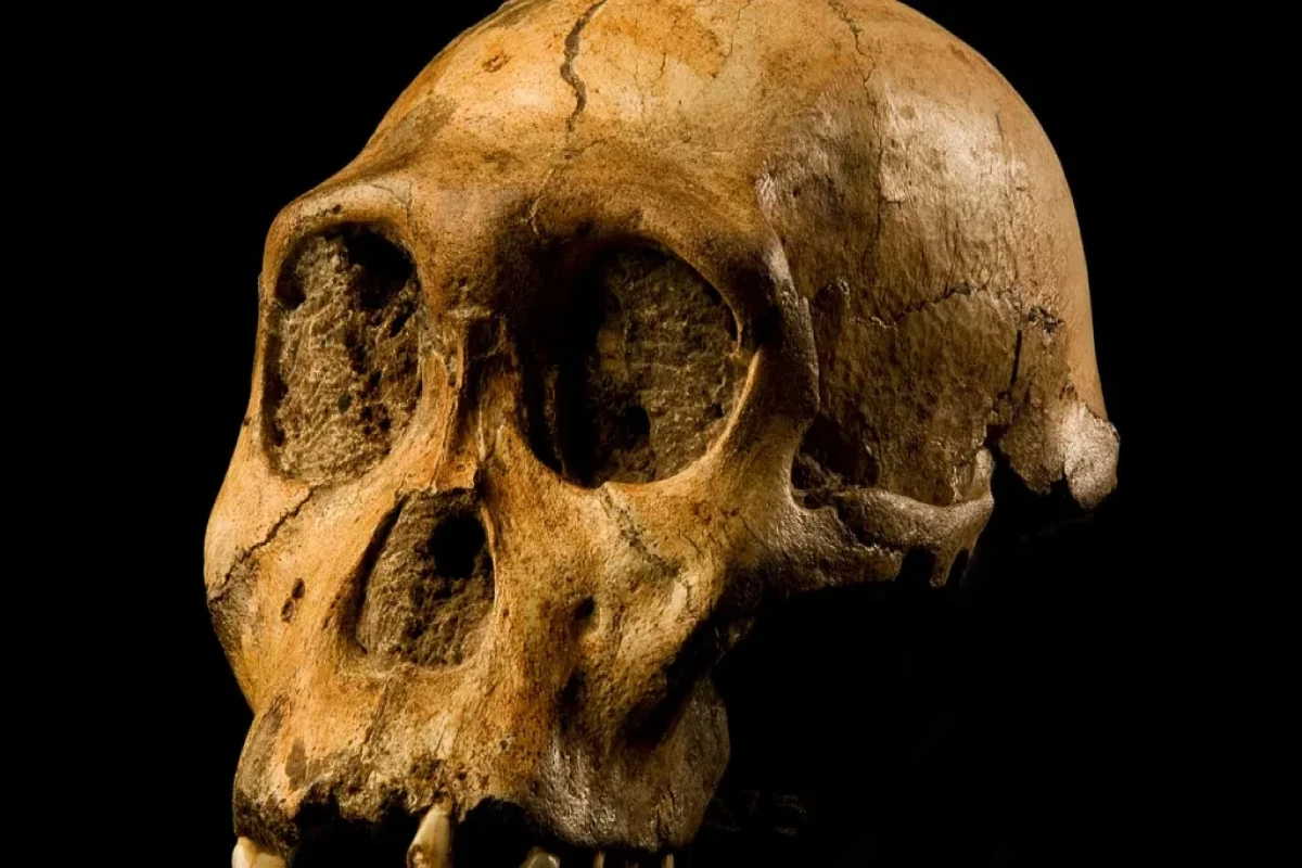 Efiopiyada İlk insanlarla birlikdə yaşayan yeni  növ kəşf edildi 