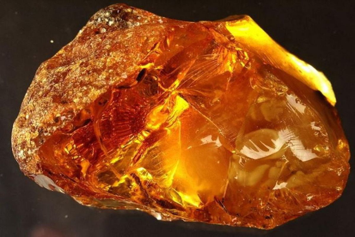 40 milyon illik  Baltik kəhrəbası geyim kolleksiyasında