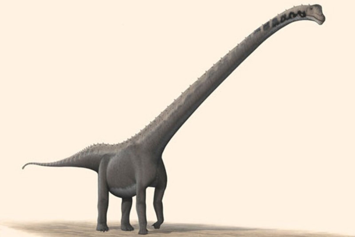 Çində yeni dinozavr növü aşkar edildi