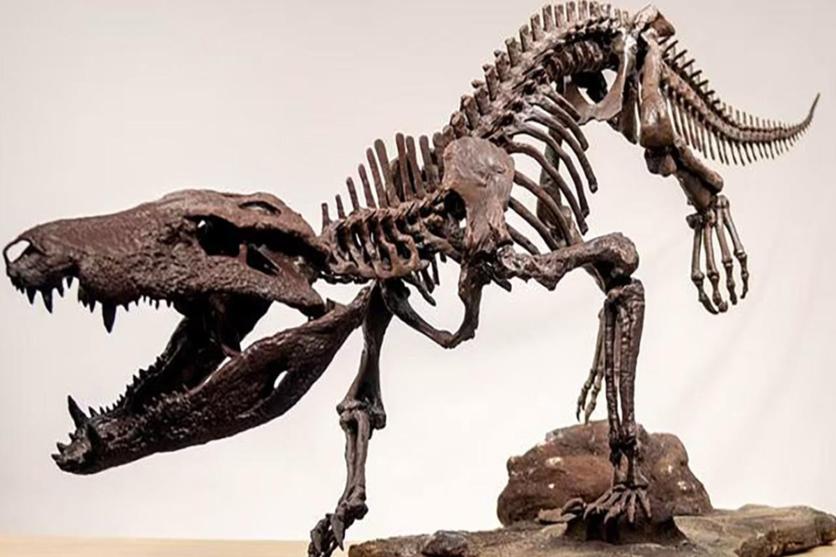 Dinozavrlarla qidalanan timsah tapıldı 