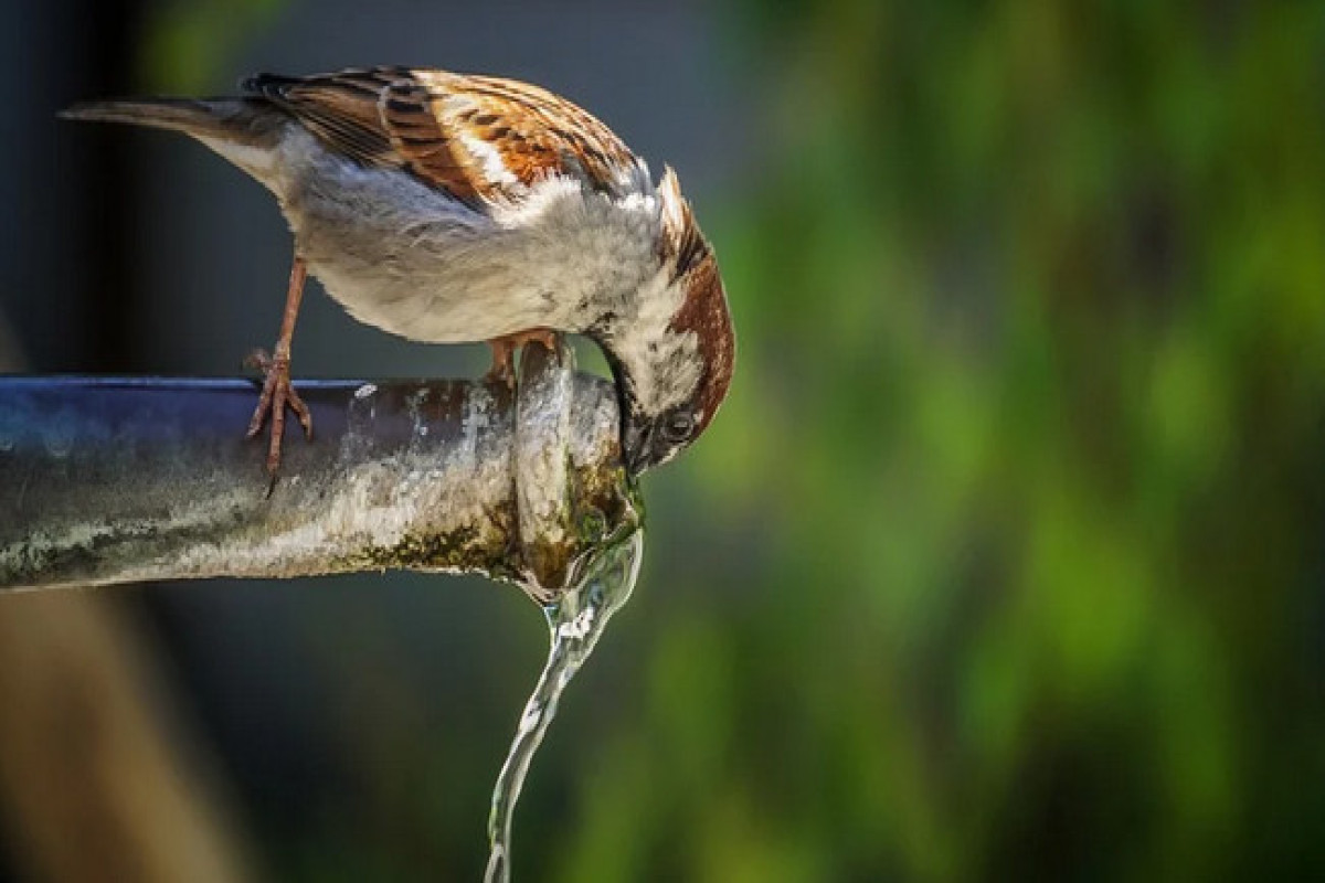 Cütbulaq - Coşqun Xəliloğlunun hekayəsi 