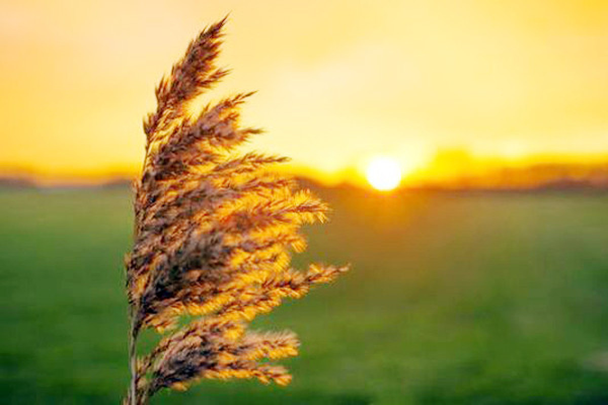 Bu gün Yel çərşənbəsidir 