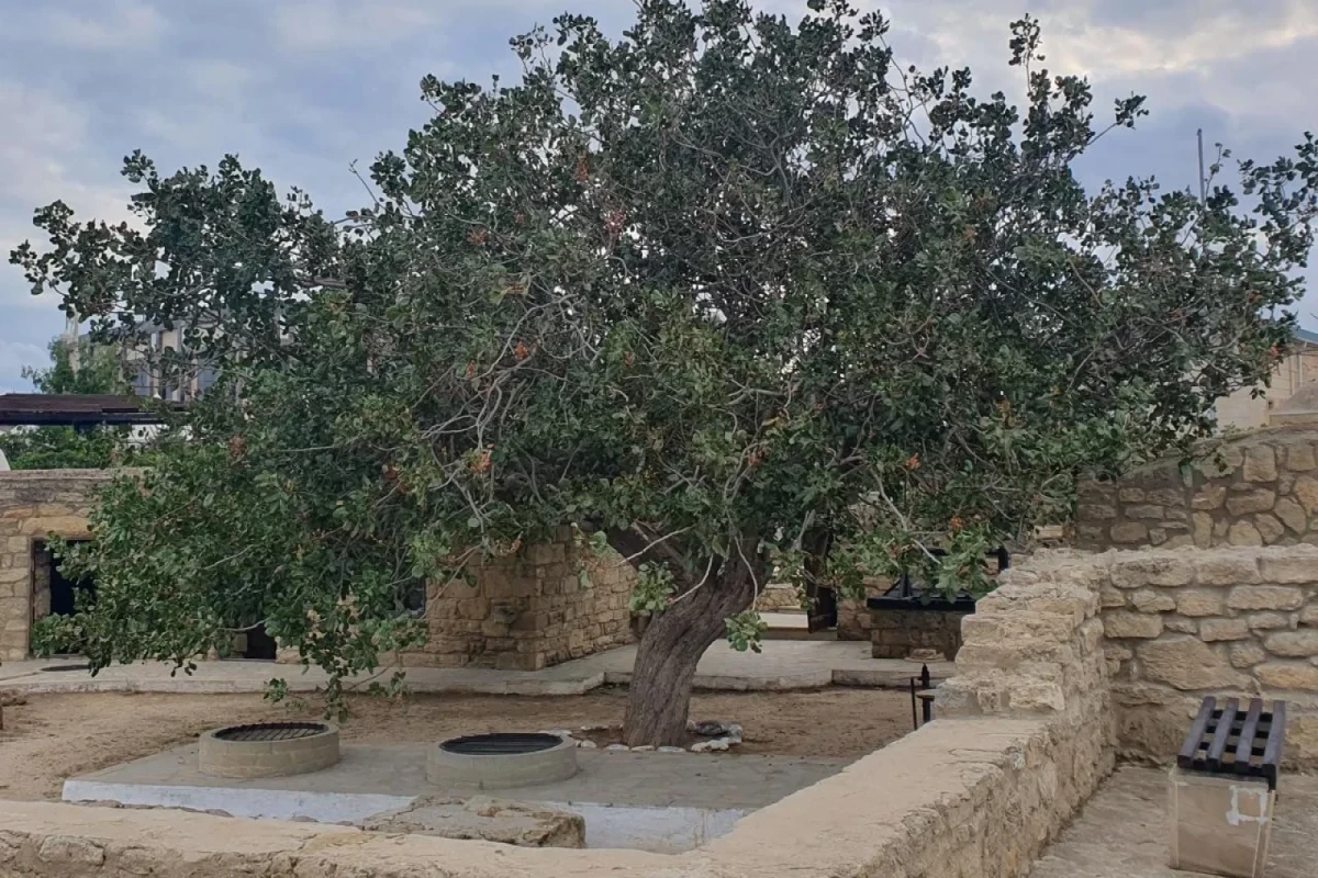 Püstə ağacı - Maqsud İbrahimbəyovun hekayəsi  