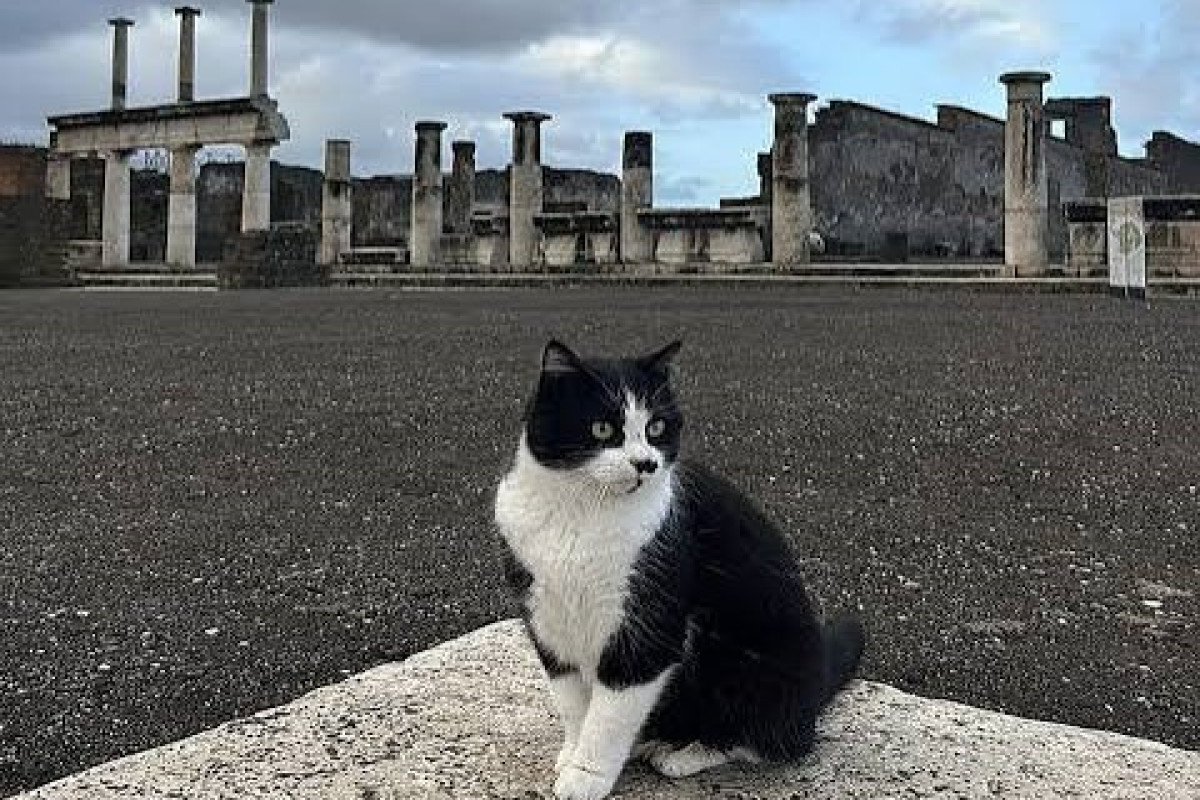Pompei Arxeoloji Parkının pişikləri haqqında yeni foto-kitab 