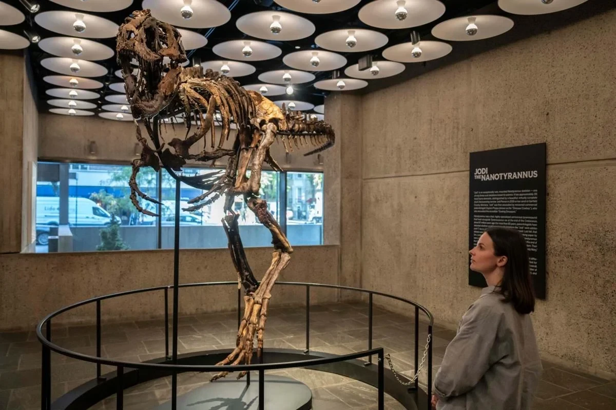 Nadir dinozavr skeleti rekord qiymətə satıldı 
